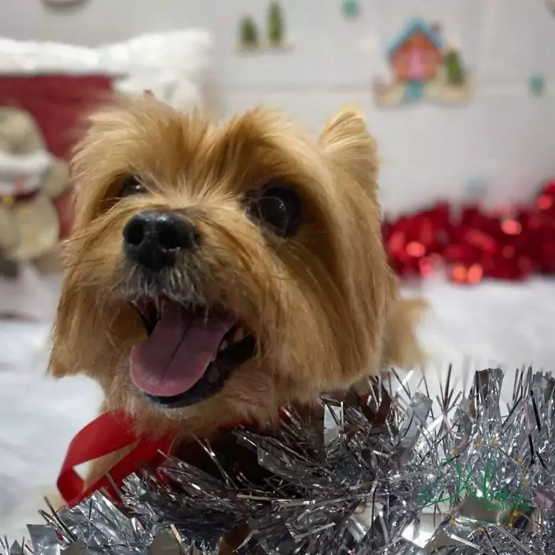 Coquetos Peluquería Canina