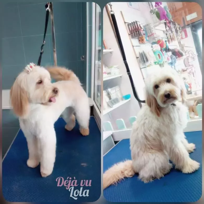 Déjà Vu Peluquería Canina & Groomer Academy