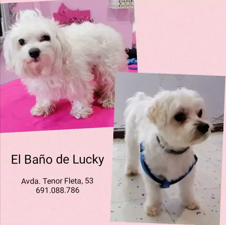 El Baño de Lucky Peluquería Canina