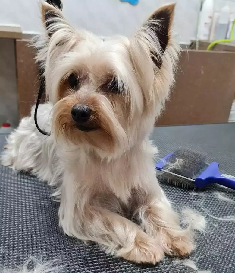 El racó d'Oliver peluquería canina