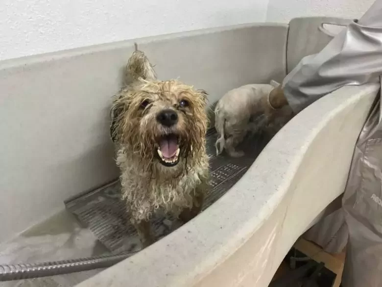 Gaff Gaff peluquería canina