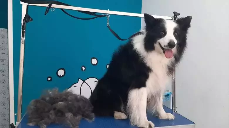 Garbi Txakur Etxebarri Peluqueria Canina