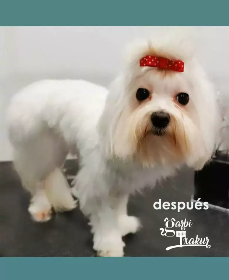 GarbiTxakur Santutxu Peluquería canina felina y autolavado de mascotas...