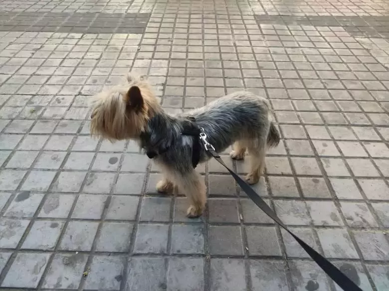 GUAU POS! Peluquería Canina