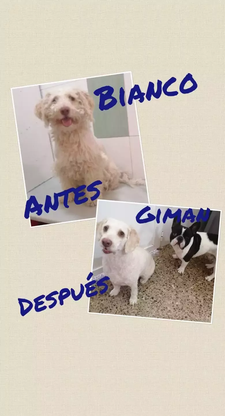 Koco Peluquería Canina CitasWhatsApp