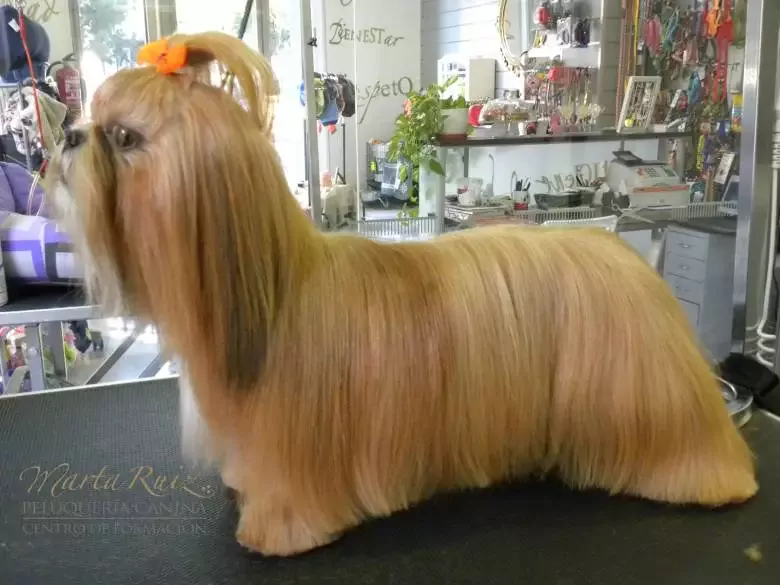 Marta Ruiz Peluquería Canina