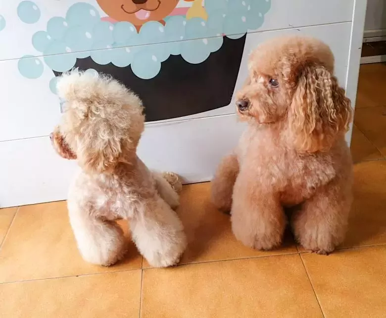 Mimopets Peluquería Caninay Spa Ozonoterapia