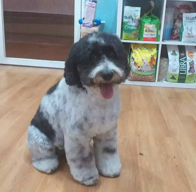 Mundogatuno Peluqueria de mascotas