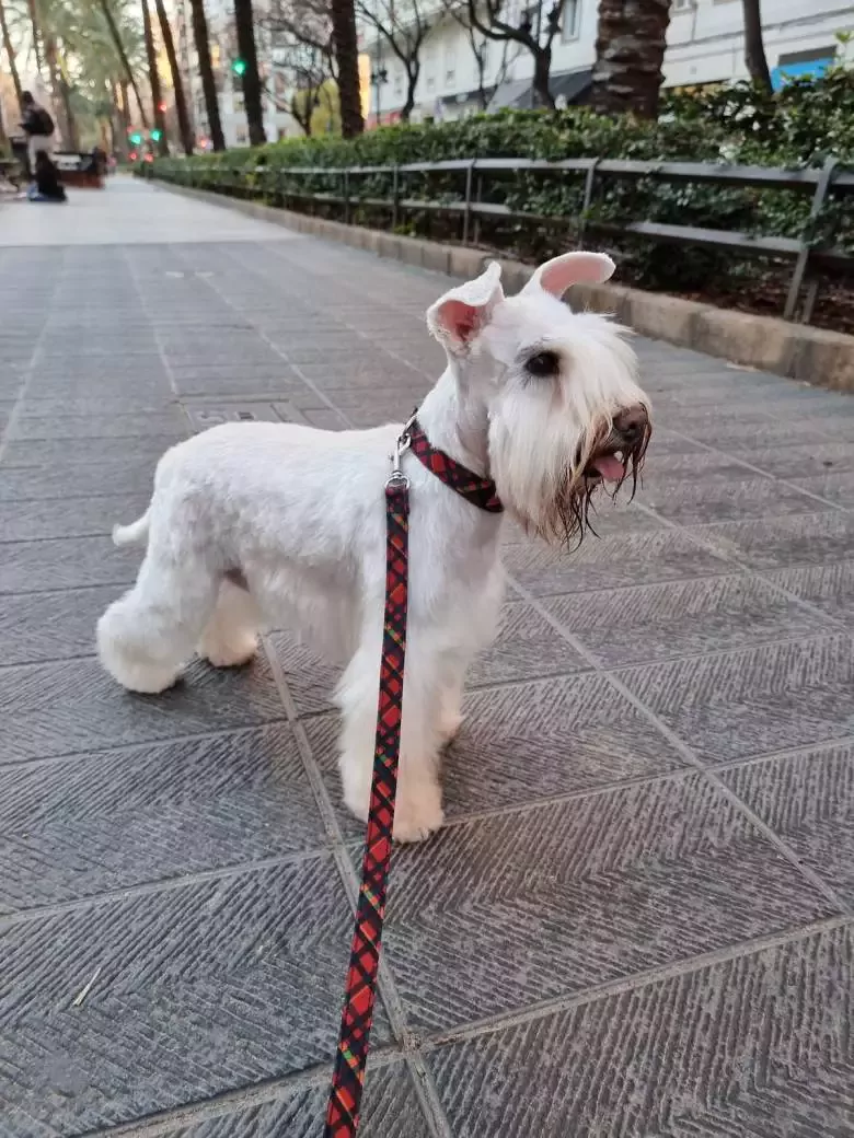 Peluquería Canina Ángel