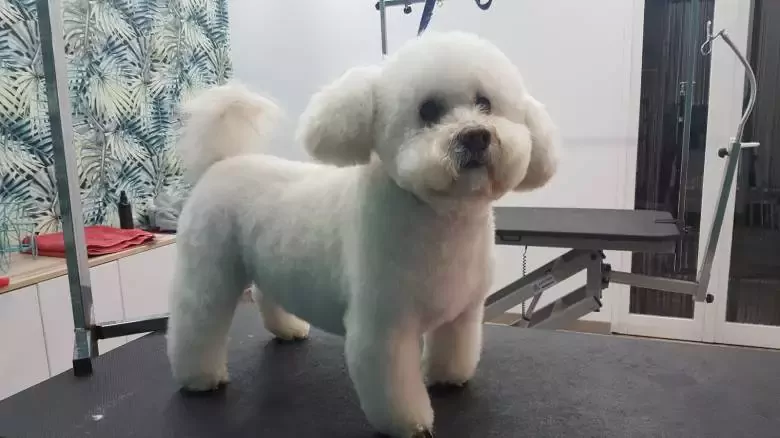 Peluquería Canina Art CA