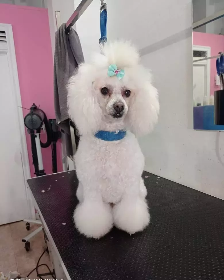 Peluquería canina Barber Dog