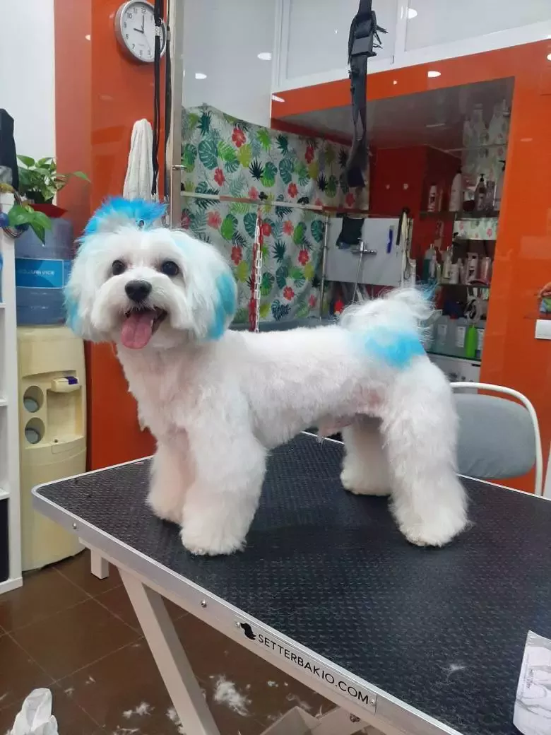 Peluquería Canina Bichitos