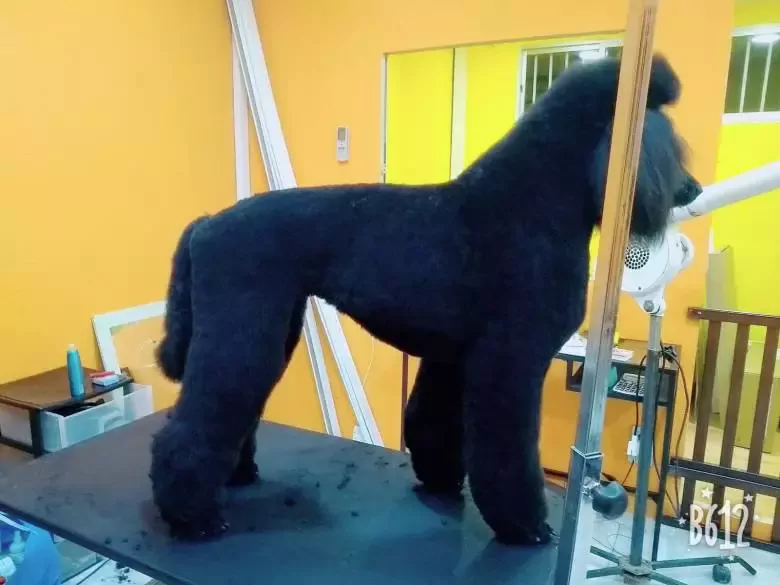 Peluquería canina Canituning