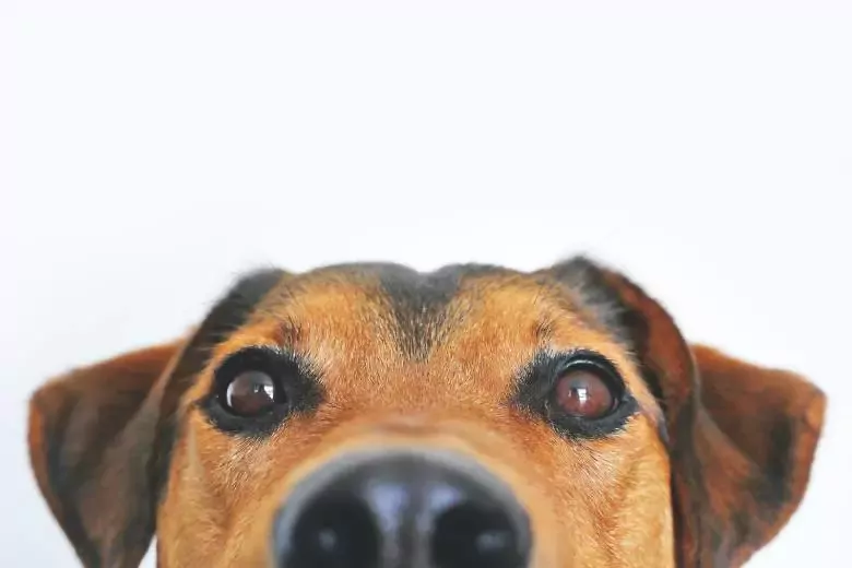 Peluquería Canina Cinco Lobitos