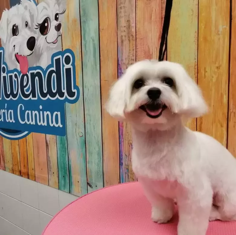 Peluquería Canina Dar Vivendi