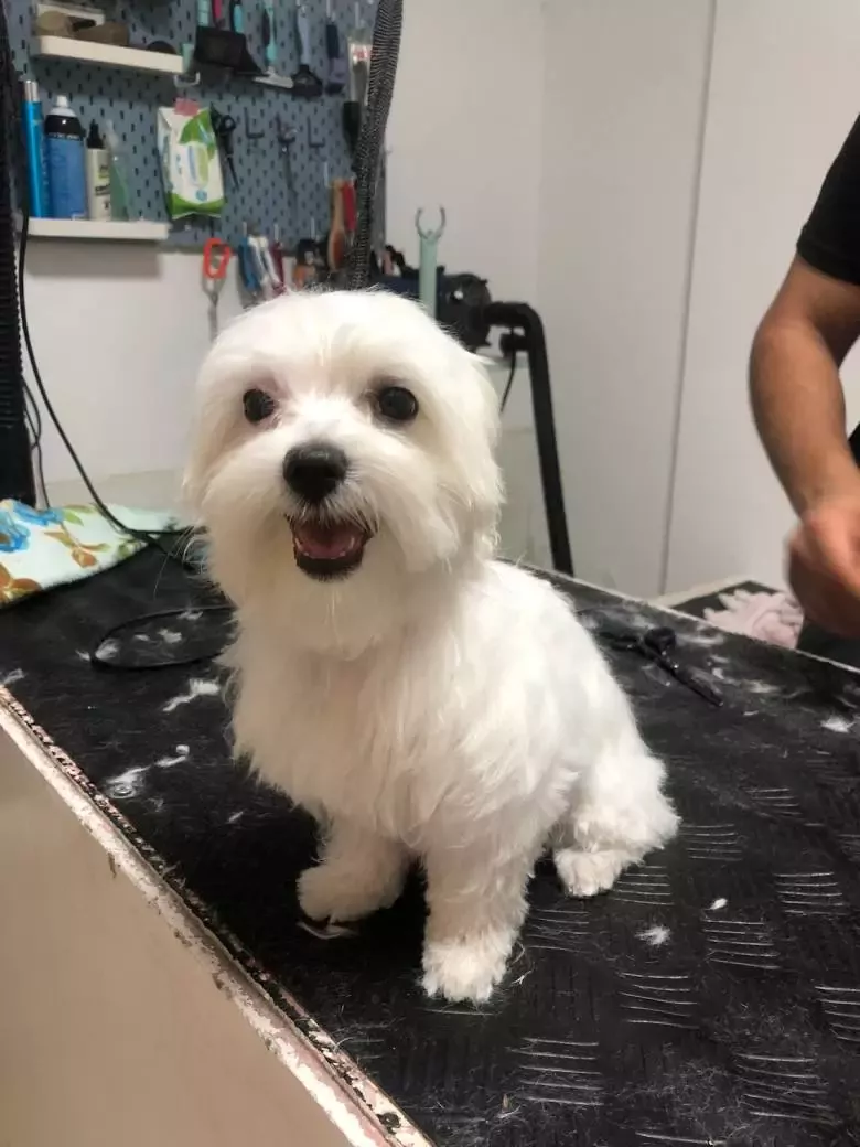 Peluquería canina El Perro Barbero