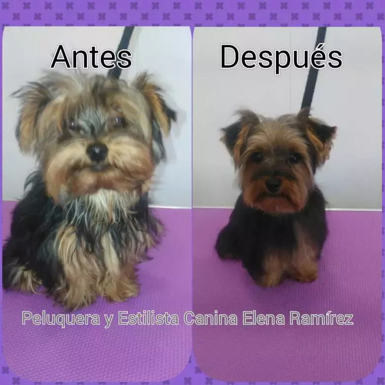 Peluquería Canina Elena Ramírez