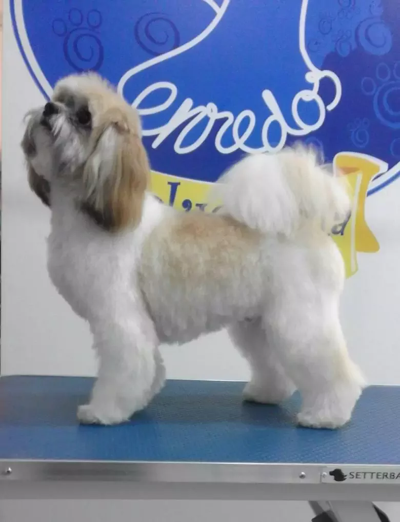 PELUQUERÍA CANINA ENREDOS