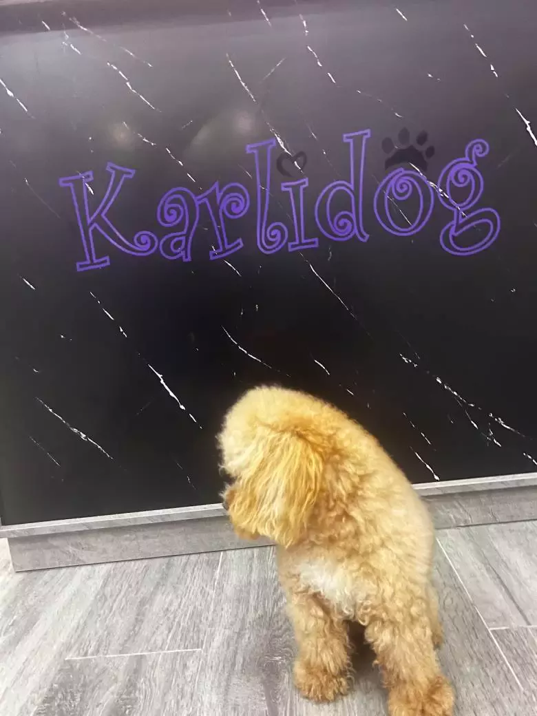 Peluquería Canina Karlidog