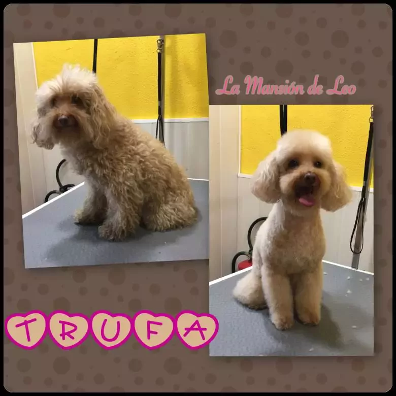 Peluquería Canina La Mansión de Leo