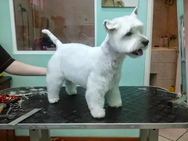 Peluquería Canina La Pantera De Rosa