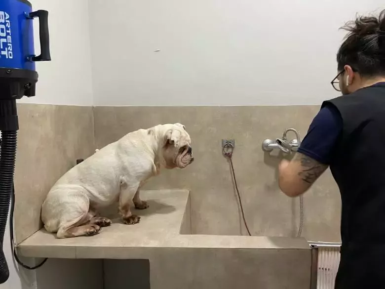 Peluquería Canina Mi pelo