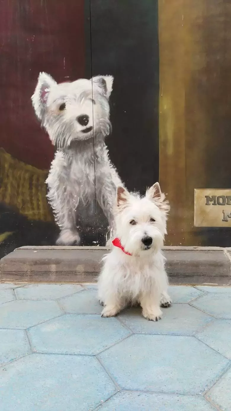 Peluquería canina Murcia La Chata