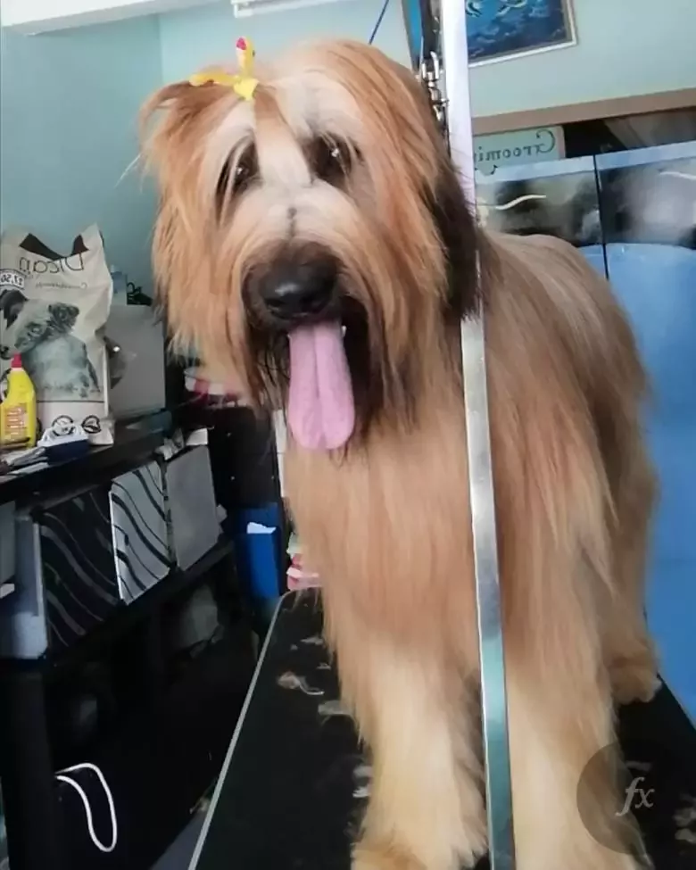 Peluquería canina Ricardo Varona