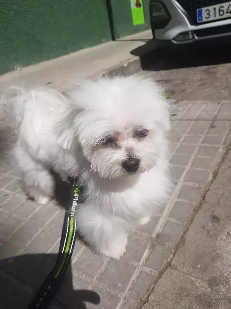 Peluquería Canina Rulos