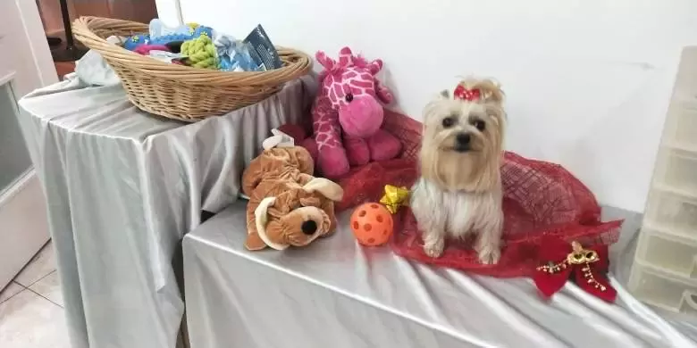 Peluqueria canina san isidro valencia