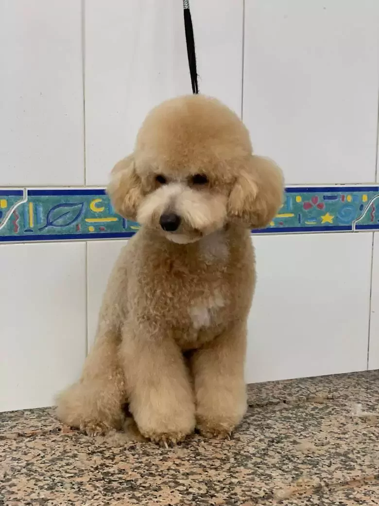 Peluquería Canina Styl Can