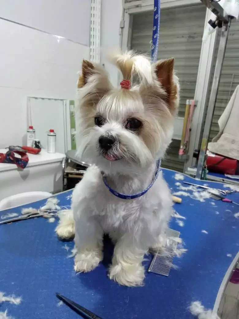 Peluquería Canina Xé Que Peluts