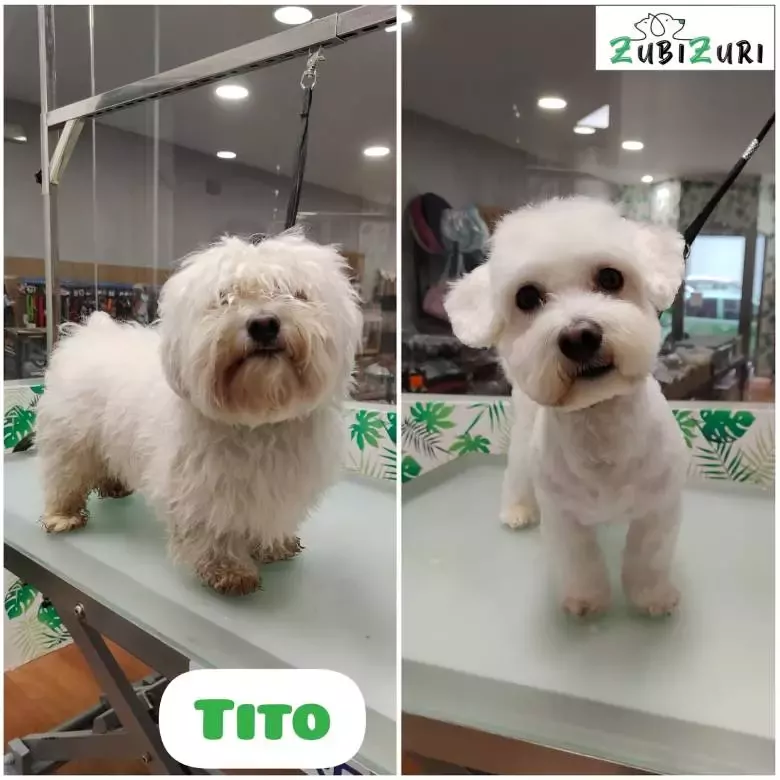 Peluquería Canina Zubizuri