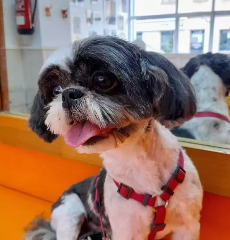 Taba peluqueria canina