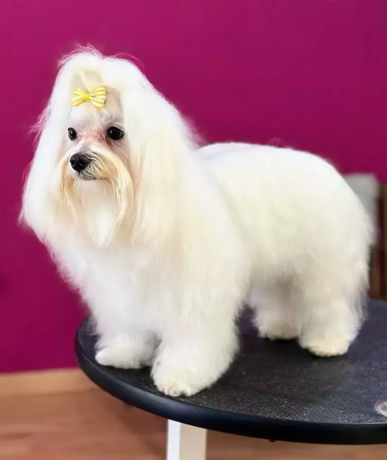 Torrelobato Peluquería Canina