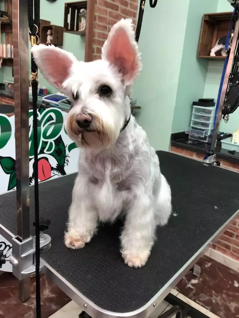 Trébol Dog Grooming Peluquería y Estilismo Canino