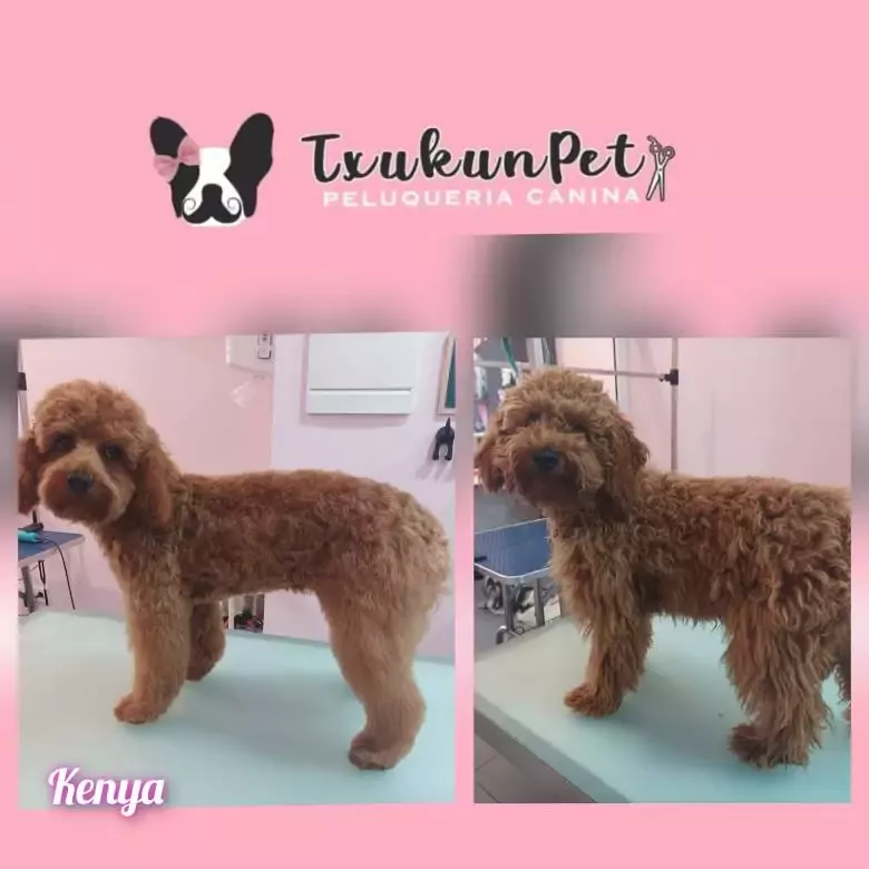 Txukunpet Peluqueria Canina