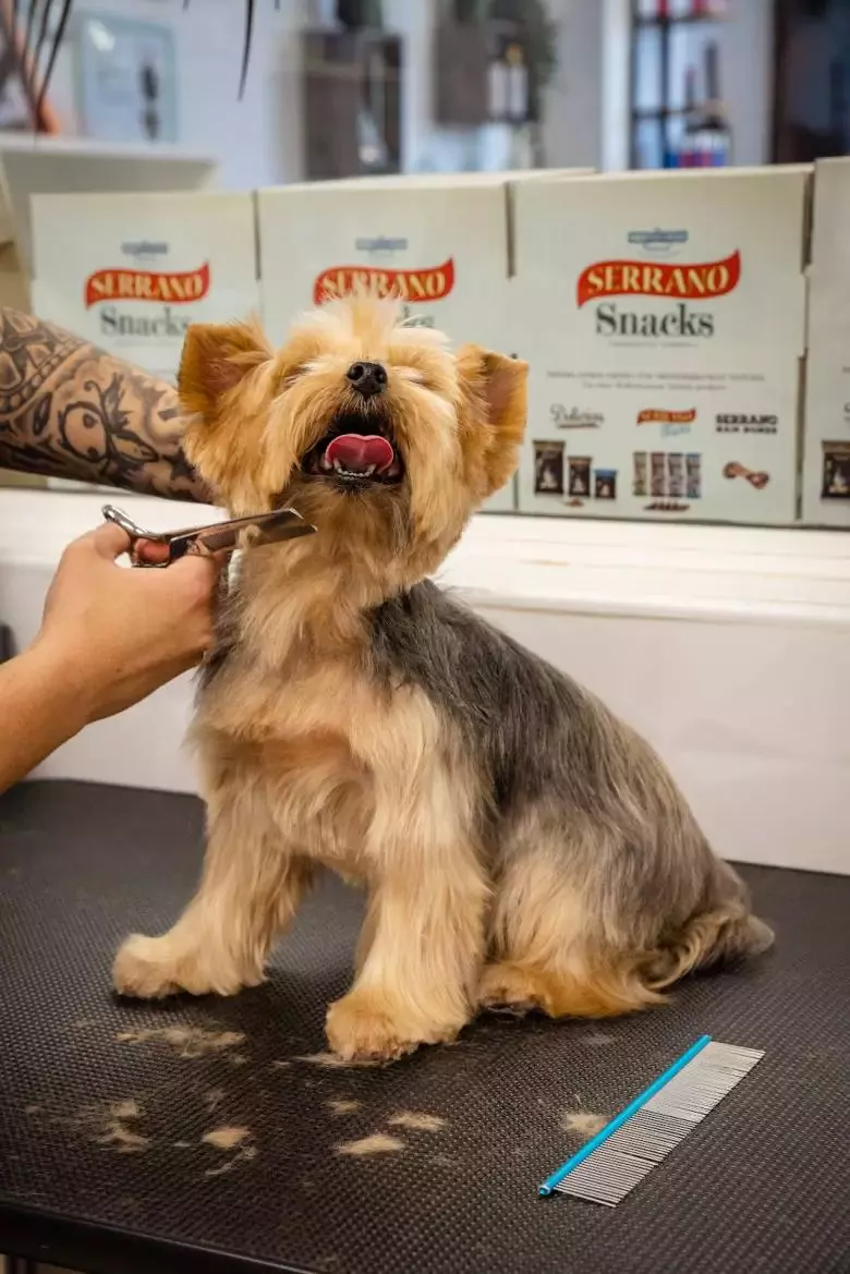 Woou! Peluquería Canina y peluquería felina