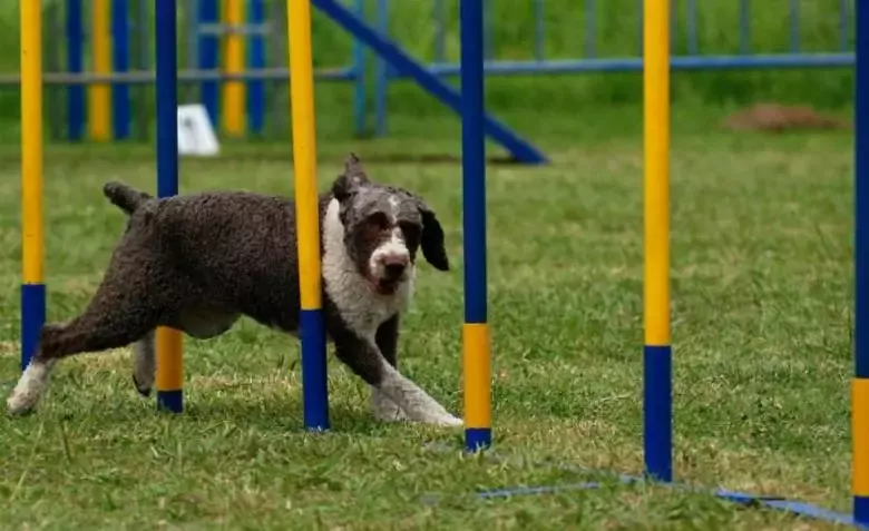 Adiestramiento Córdoba Centro Canino