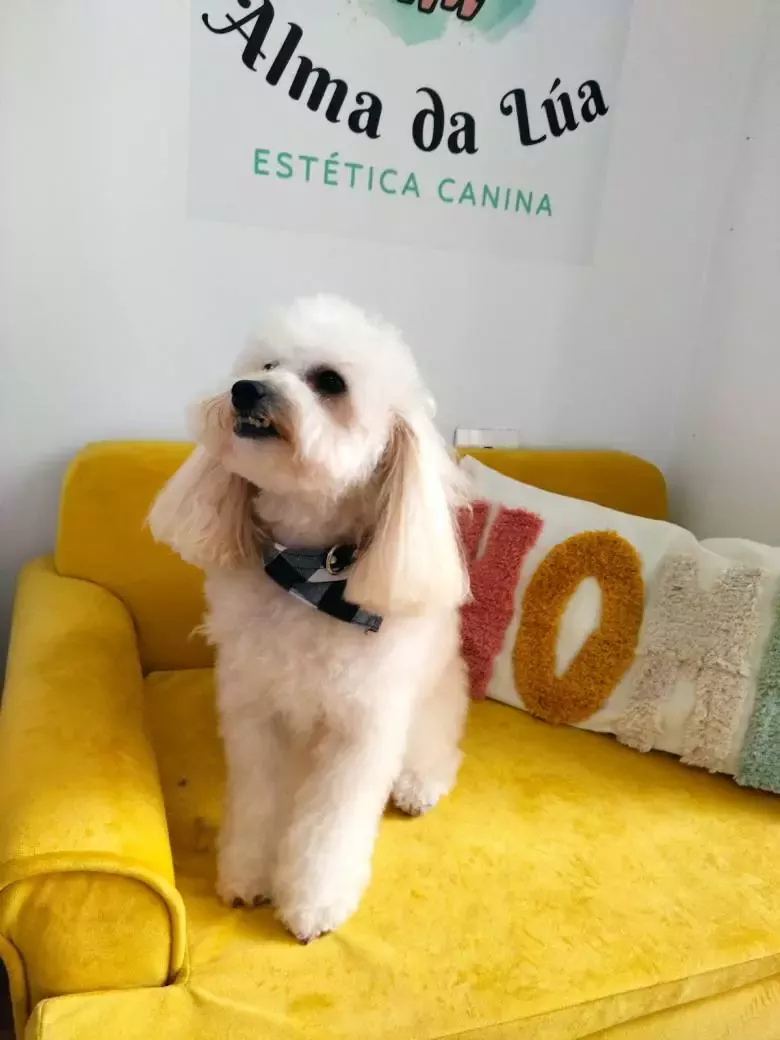 Alma Da Lúa Peluquería Canina