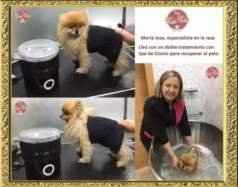 Can Xiu Xiu Peluquería Canina Pomerania