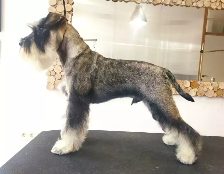 Centro de Estética Peluquería y Cuidado Canino Yohanna Mesa