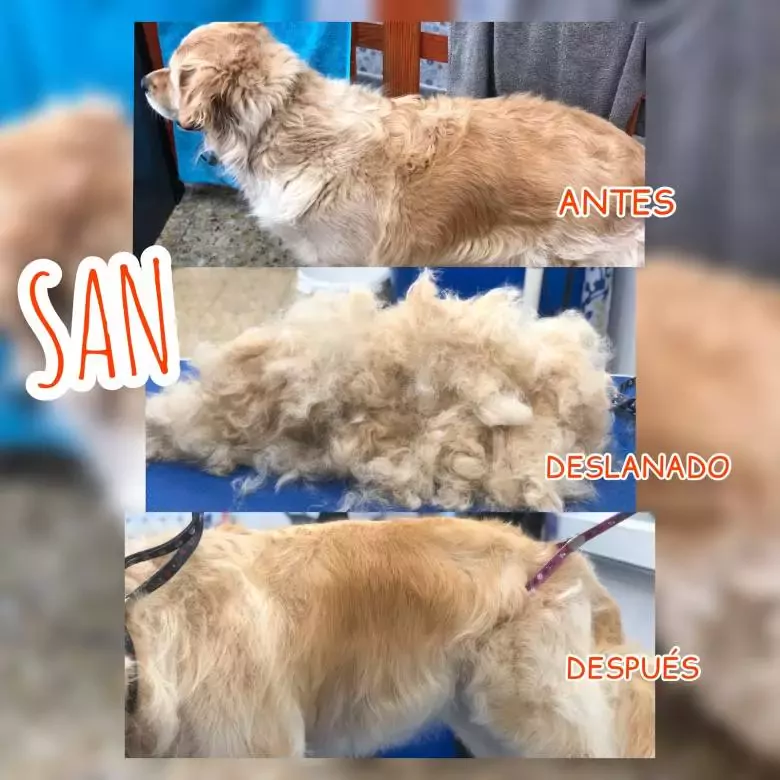 Chuliños Peluquería Canina