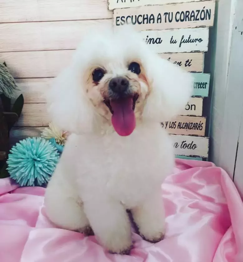 Dogavari peluquería canina