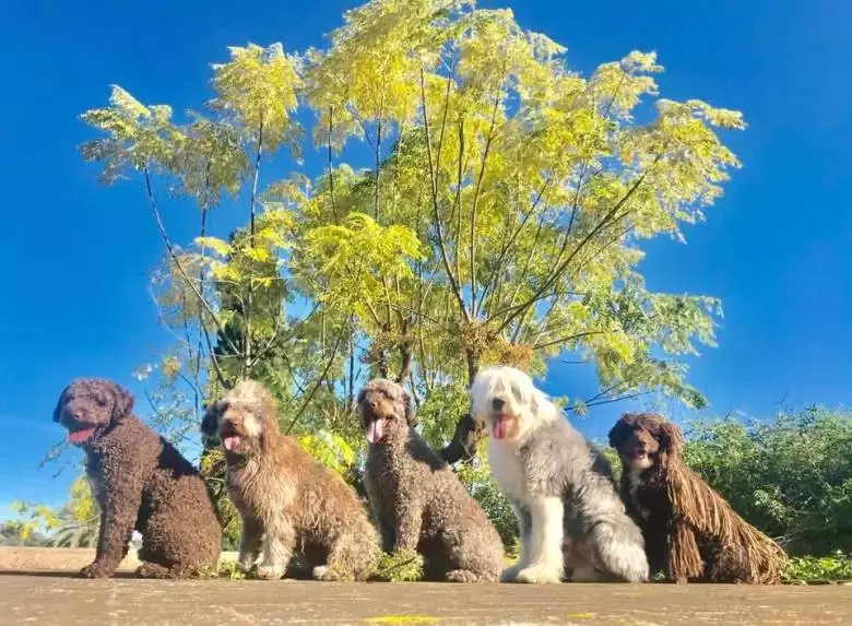 Guardería Residencia Canina Córdoba RASTAdog Centro de Bienestar Animal Ludoteca Canina