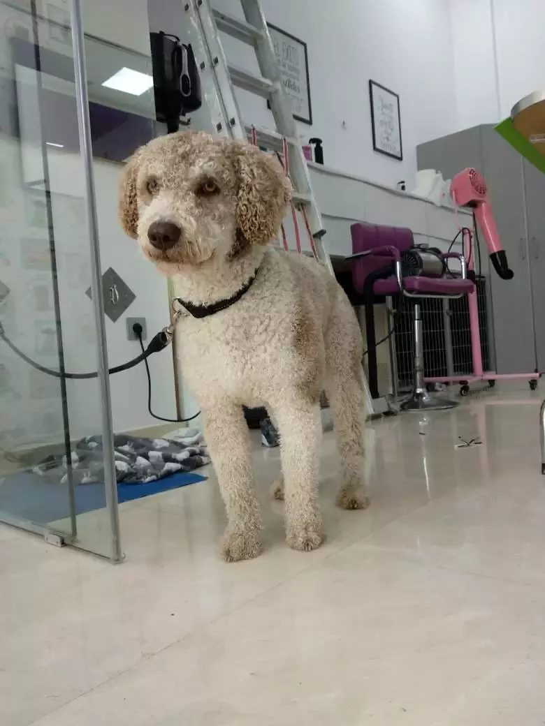 Kimydog peluquería canina