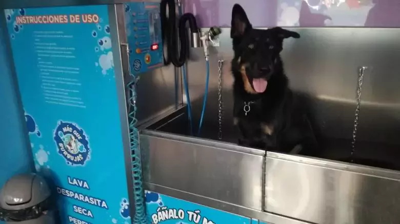 MÁS QUE BURBUJAS AUTOLAVADO DE MASCOTAS