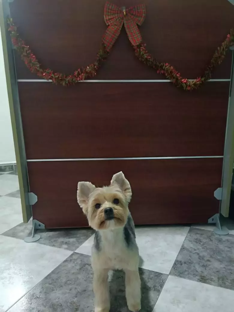 Peluquería canina Dog Limpio