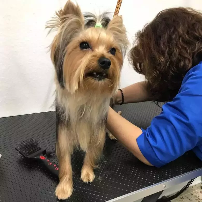 Peluquería Canina Es Uno +