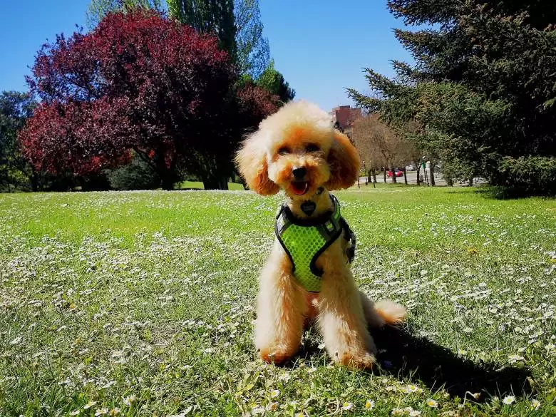 Peluquería Canina MásQMascotas